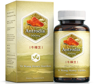 Antrodia 牛樟芝